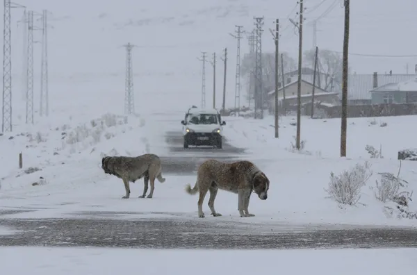 1671777364482.jpg Kara kış geldi ❄️ Beyaz örtüyle kaplanacaklar | Meteoroloji uyardı: Pazar gününe dikkat | Zemheri etkili olmaya başlıyor - 3