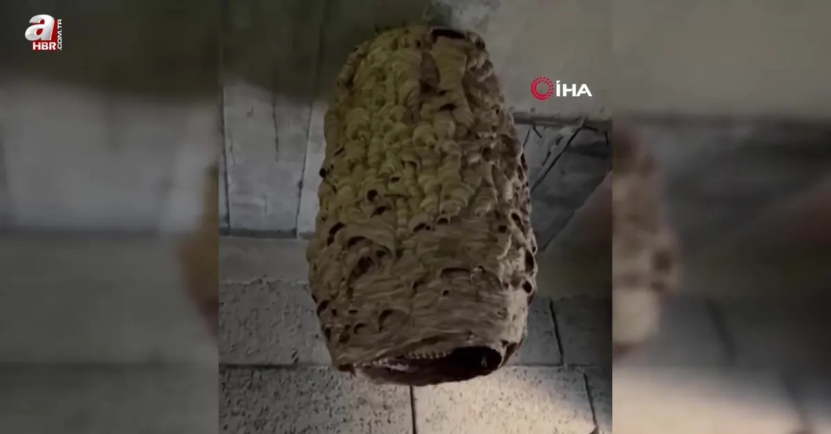 Depodan çıkan dev arı kovanı görenleri şaşırttı