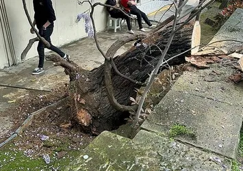 Kadıköy'de facia ucuz atlatıldı! Çürüyen ağaç devrildi
