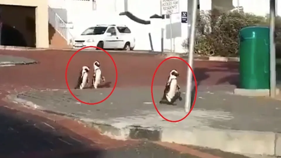 Koronavirüs nedeniyle boşalan sokaklarda penguenler geziyor