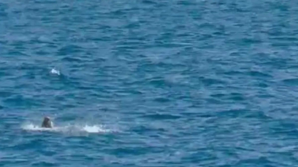 Denizdeki hareketlilik şaşkına çevirdi: Gören telefona sarıldı