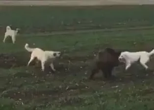 Amansız ölüm kalım savaşı kamerada! Dönerek direnmeye çalıştı ama...