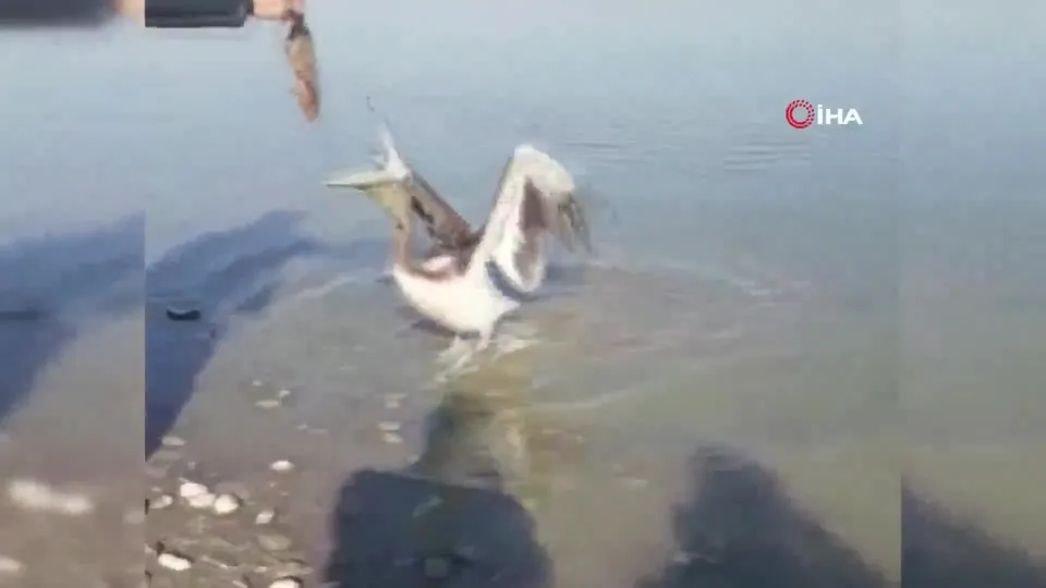 Pelikan böyle midesine indirdi