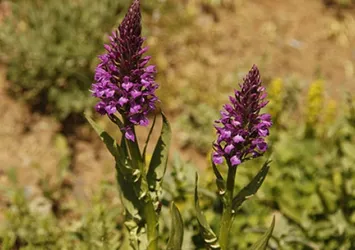 Salep soğanı bulunduran 5 kişiye dev ceza