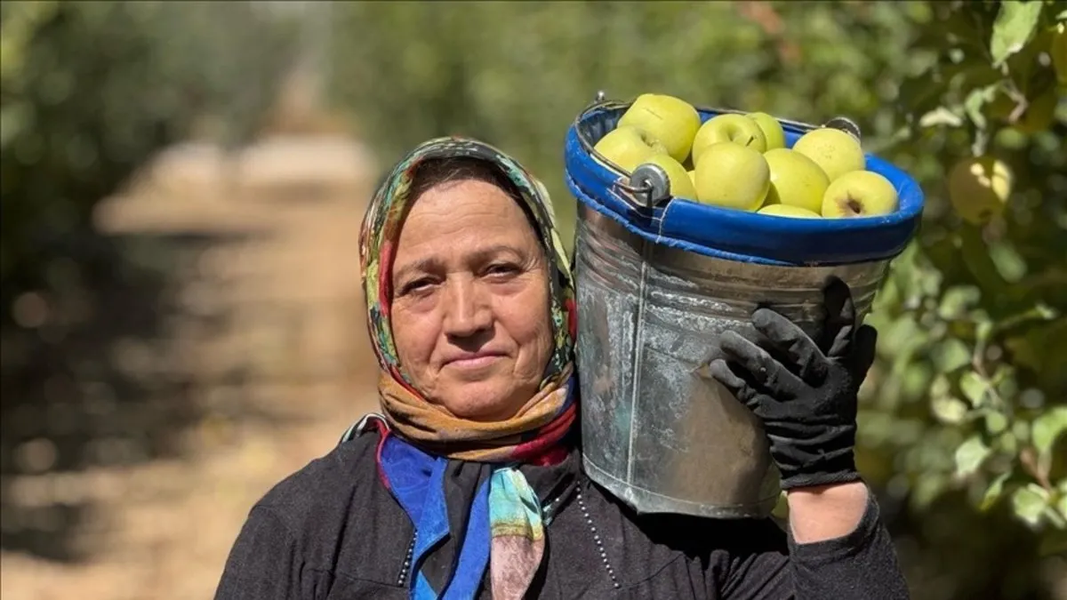 Elma diyarı Isparta'da hasat mesaisi!