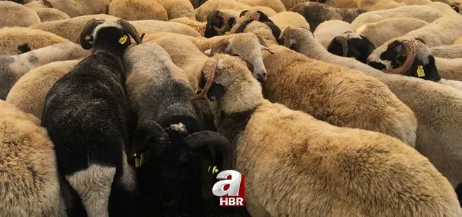 Kurban Bayramı ne zaman, hangi günler? 2021 Kurban Bayramı'nda kaç gün tatil olacak? 9 gün mü, 11 gün mü?
