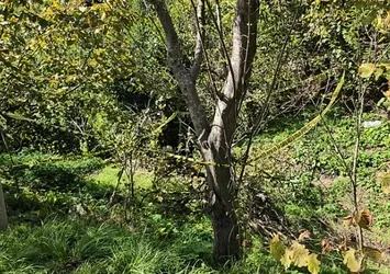 Zonguldak'ta trajik ölüm! Domuz sanılarak vurulan kadın hayatını kaybetti