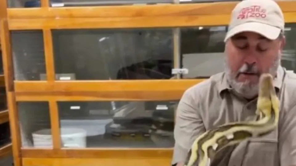 Dev piton yumurtalarını almaya çalışan adamın yüzünü ısırdı! Dehşete düşüren görüntü