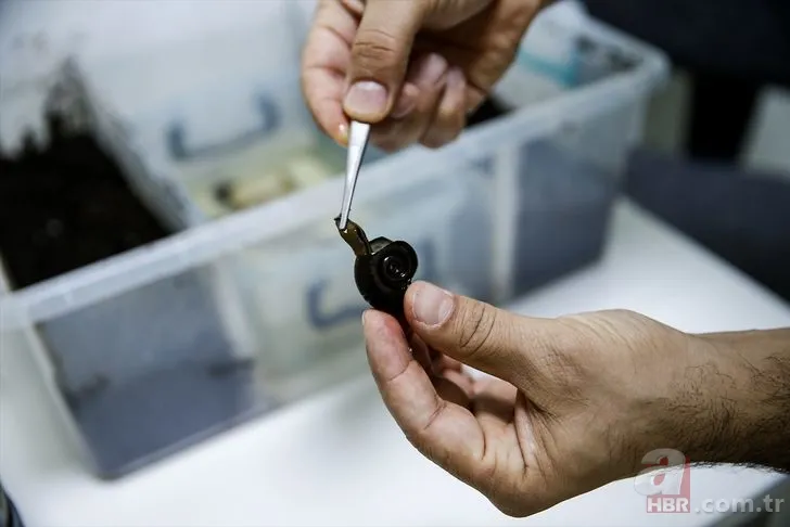Sülüklerin nesli tükenme tehlikesiyle karşı karşıya! Uzmanlar uyardı… 5