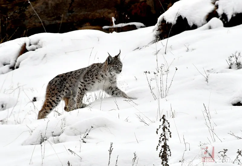 Nesli tehlike altındaki Kafkas vaşağı gündüz avlanırken görüntülendi! Vahşi doğa belgesellerini aratmadı 5