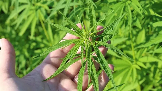 Erdoğan’ın çağrısıyla başladı! Kenevir ekim alanları artıyor