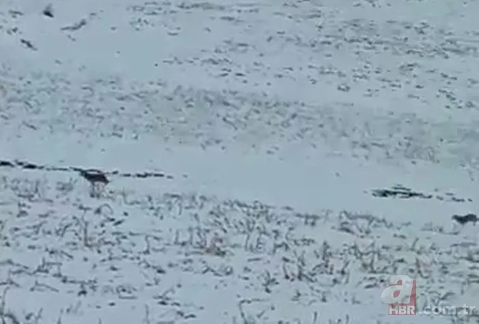 Hakkari Yüksekova’da vatandaşlar görüntüledi! Kurt sürüsü… 4