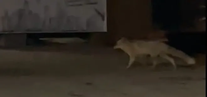Muş’ta aç kalan tilki şehir merkezine indi