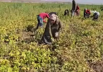 Bitlis Adilcevaz’da fasulye hasadı başladı