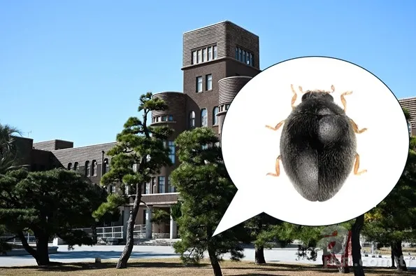 Her gün yanından geçtiler, göremediler! Üniversite bahçesinde yeni tür: Siyah uğur böceği 2