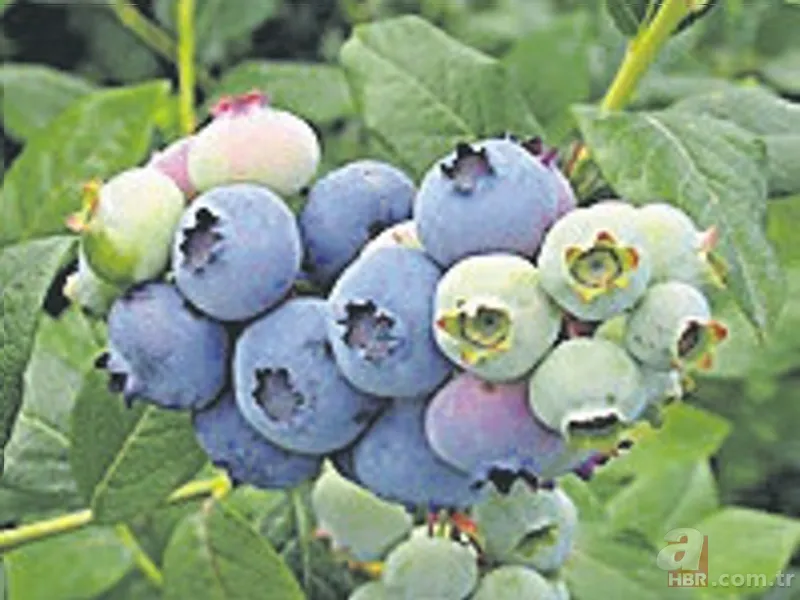 Tansiyonu düşürüyor, beyin fonksiyonlarını en üst seviyeye çıkarıyor! Kanseri önleyen yaban mersini cilde çok iyi geliyor 13