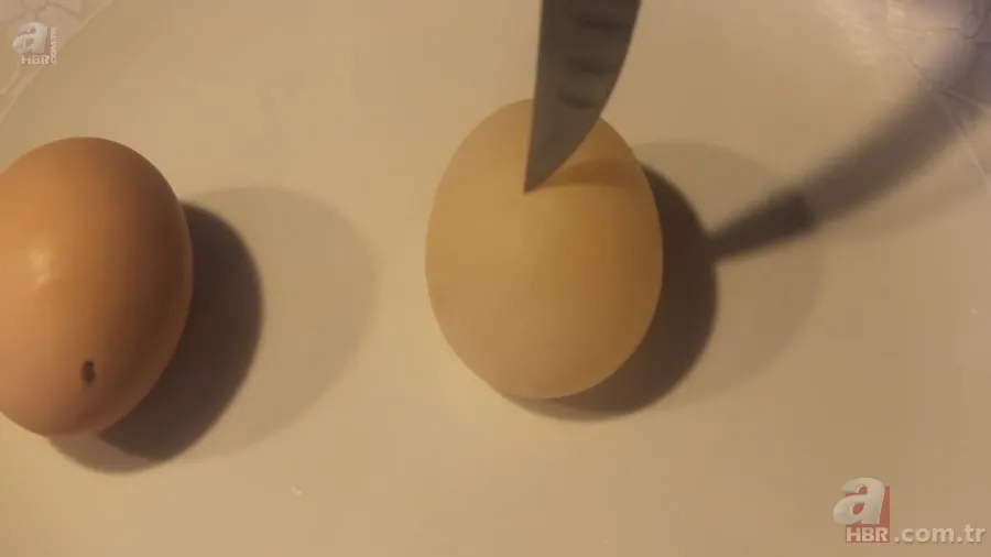 Beslediği tavuğun yumurtasını almak için kümese girdi! Yumurtayı eline alınca gözlerine inanamadı 21