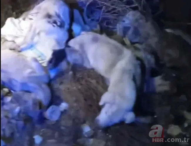 40 köpek vahşice öldürülüp çöpe atıldı! Sorumlusu CHP’li Edremit Belediyesi mi? 3