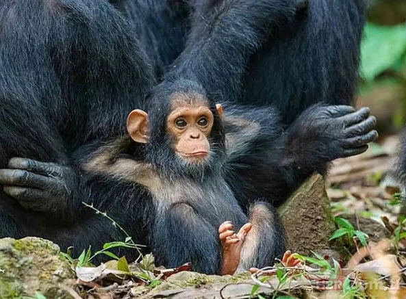 Böylesini daha önce hiç görmediniz 9