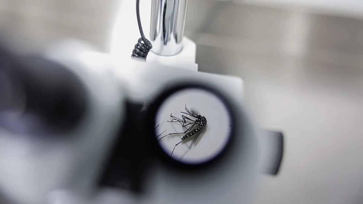 İzlanda'da şaşırtan keşif! Buzlar ülkesinde o hayvan görüldü