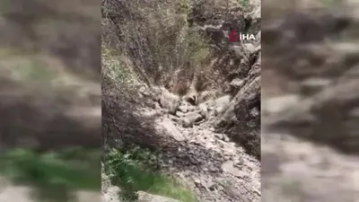 Batman’da porsuk görüntülendi