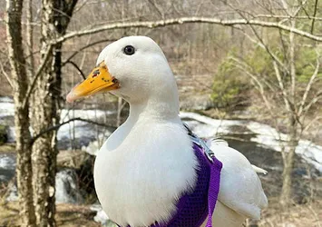 Fenomen ördek Muchkin'in aylık kazancı dudak uçuklattı! Tiktok ve Instagram'da meşhur oldu