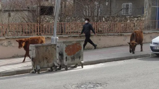 Batman'da başıboş inek ve yavrusuna baktı! 12 kilometre yol gidip Saadet nineye ulaştırdı - 4