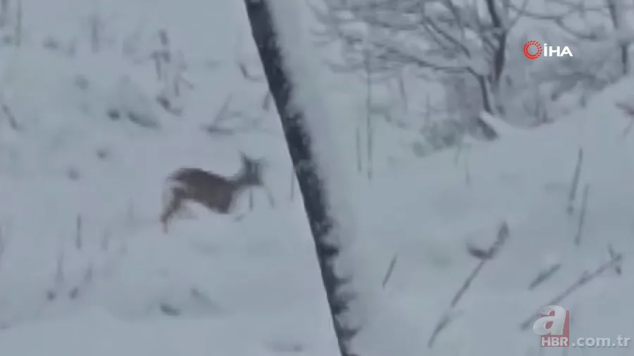 Görüntüler Trabzon’dan! Ender rastlanan türler Of’ta ortaya çıktı 2