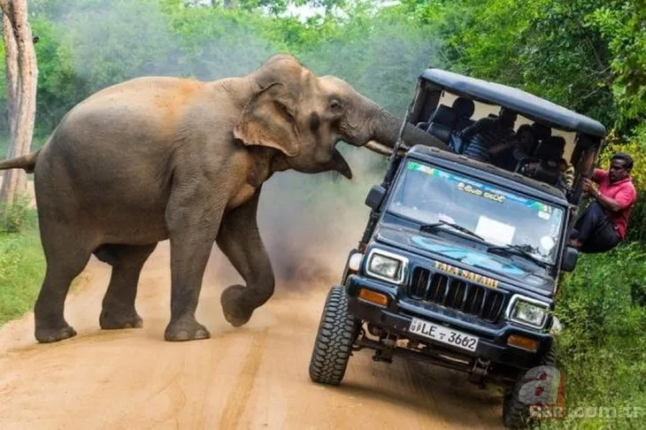 Safaride dehşet anları! Dev filin saldırısına uğradılar