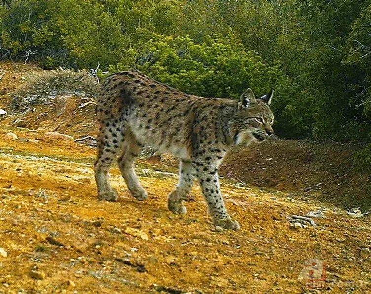 Dünyada ve Türkiye'de bir ilk! Aynı bölgede görüldüler 4