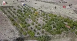 Manisa’da ceviz hasadına başlandı