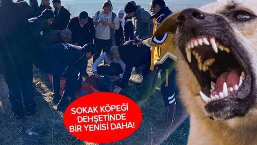 ANKARA’DA SOKAK KÖPEĞİ DEHŞETİ! 