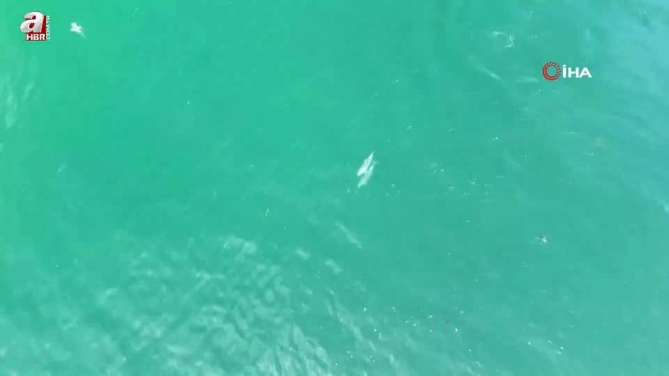 İstanbul’da yunuslar drone ile görüntülendi