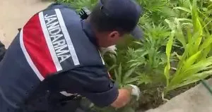 Evin bahçesinde bin 53 kök kenevir ele geçirildi