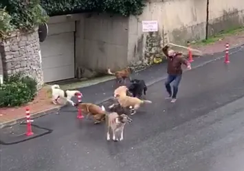 Başıboş köpekler korku saçtı! O anlar kamerada