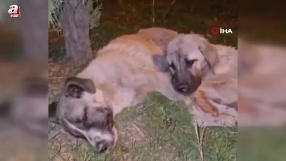 Annesi ölen yavru köpek sahipsiz kalmadı