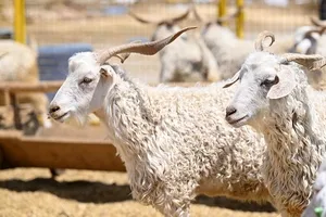 Kurbanlık alırken ilk bakmanız gereken ne?