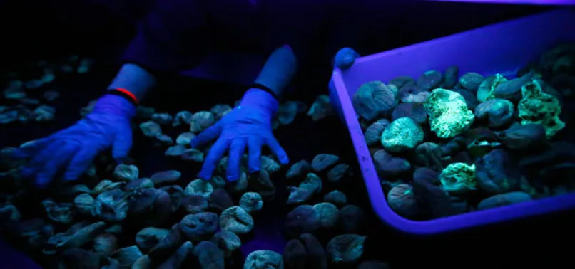 Kuru incire mor ışıklı kontrol