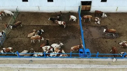 Kurban hazırlıkları başladı! 2021 Kurban Bayramı ne zaman, ayın kaçında? Bayram tatili kaç gün olacak?