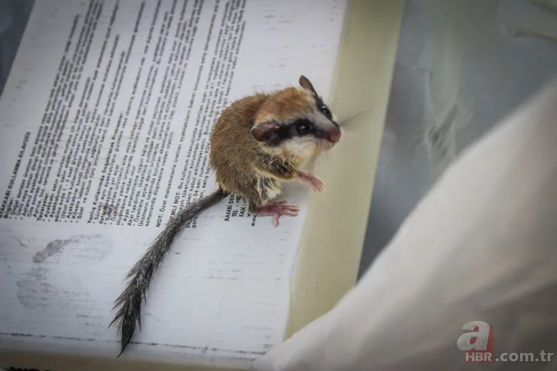 Kedinin ağzından kurtardı! Nesli tükenen hayvan o ilimizde görüldü 2