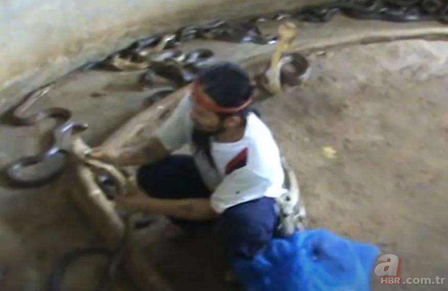 Yılan gösterisi için kobra seçen adam rahatlığıyla hayretler içinde bıraktı! 22