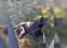 Gaziosmanpaşada başıboş pitbull dehşeti