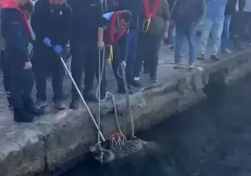 İstanbul Boğazı'na domuz düştü! O anlar kamerada...