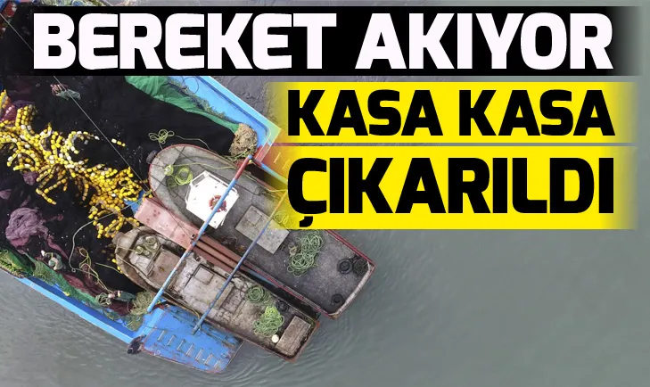 Karadeniz’de hamsi bereketi