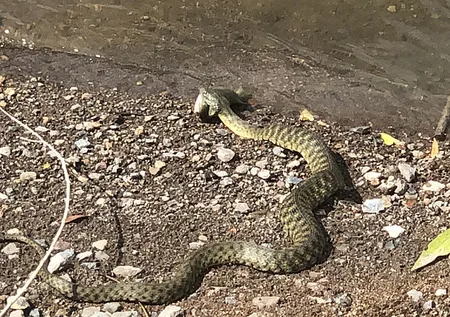 Avlayıp metrelerce ağzında böyle taşıdı! Amatör balıkçılar görüntüledi
