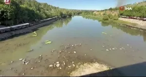 Dicle Nehri’nde balık ölümleri görülüyor
