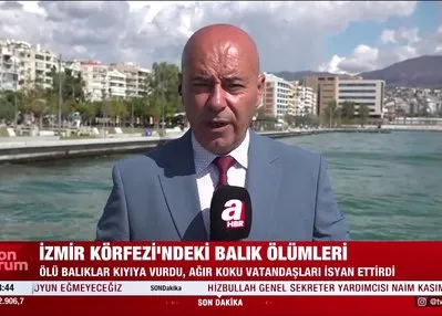 İzmir Körfezi’nde balık ölümleri