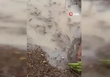 Sağanak, üreticiyi vurdu