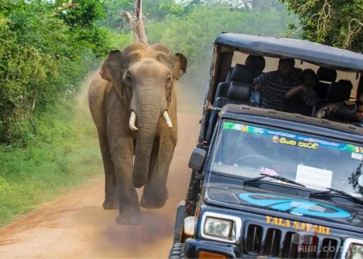 Safaride dehşet anları! Dev filin saldırısına uğradılar