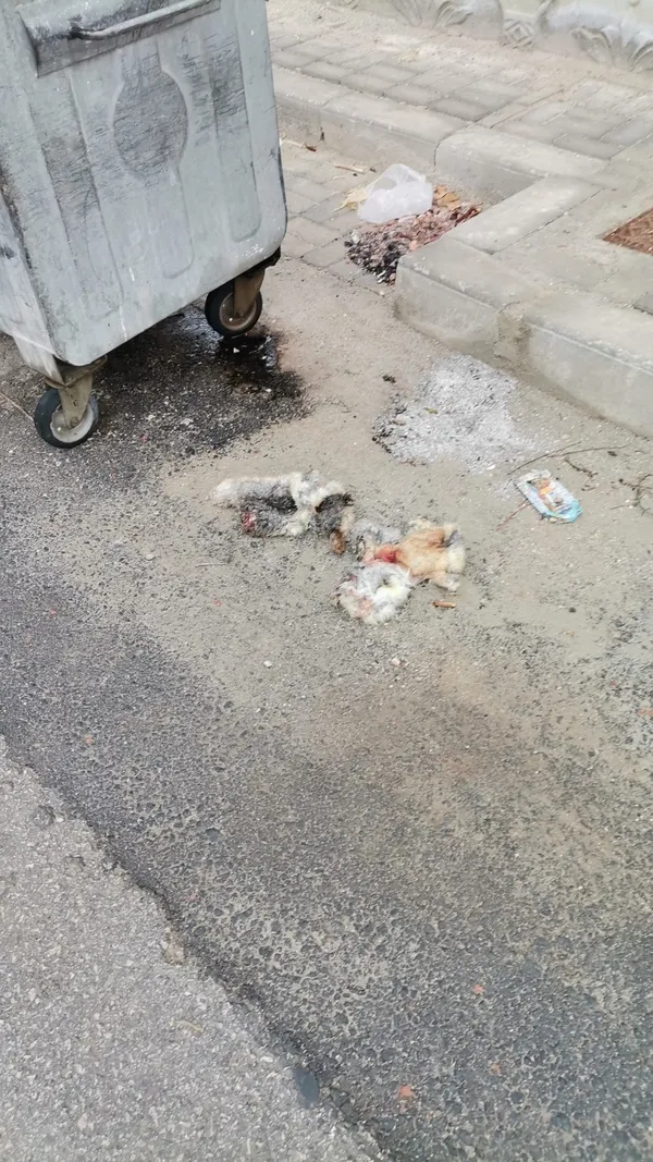 karamanda-kedilerin-derisini-yuzduler-ihbarina-giden-polis-buldugu-karsisinda-soke-oldu-1641130616158.jpg Karaman’da ‘kedilerin derisini yüzdüler’ ihbarına giden polis bulduğu karşısında şoke oldu - 3